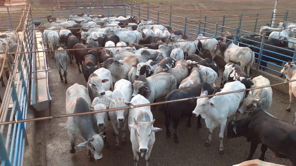 Boiada confinada em Tucumã-PA é destaque no Giro pelo Brasil de 16/09/2020