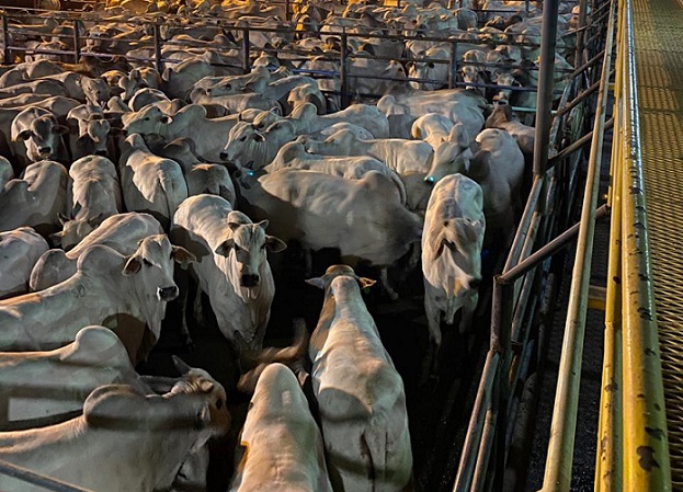 Boiada Nelore confinada em fazenda de Piçarra-PA é lote em destaque do dia 08/09/2020