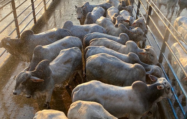 Veja lote de novilhas 0 dentes de 14,5@ e o Circuito Nelore em Marabá-PA no Giro pelo Brasil de 15/09/2020