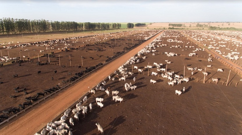 Boiteis ajudam pecuaristas a diminuir os impactos da alta no preço dos insumos