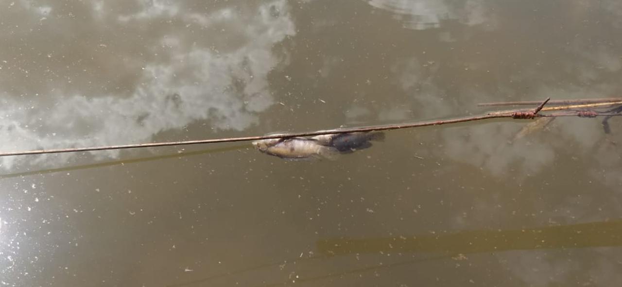 Criar peixes no bebedouro do gado melhora a qualidade da água?