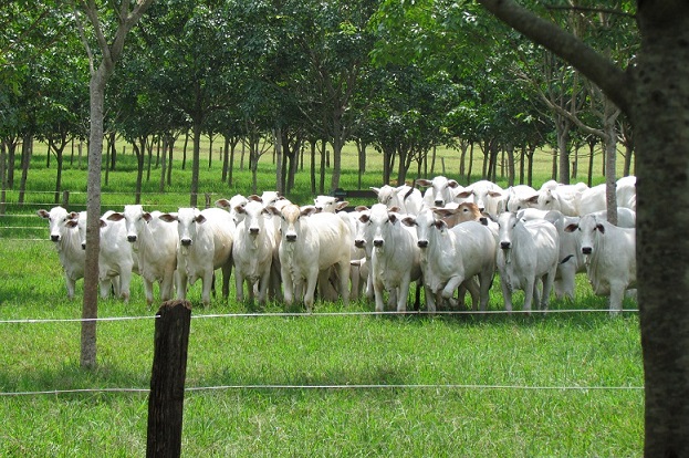 Nelore mantém competitividade da pecuária no Paraná em meio a redução de área