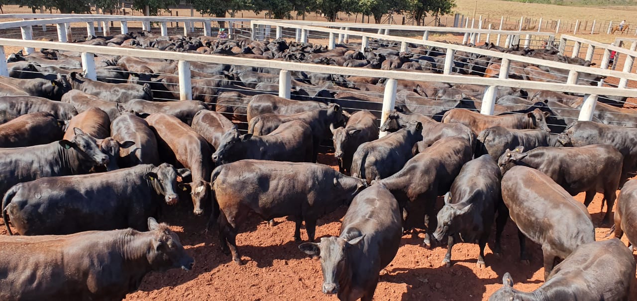 Novilhas terminadas no cocho com quase 21@: confira lote em destaque de 11/09/2020