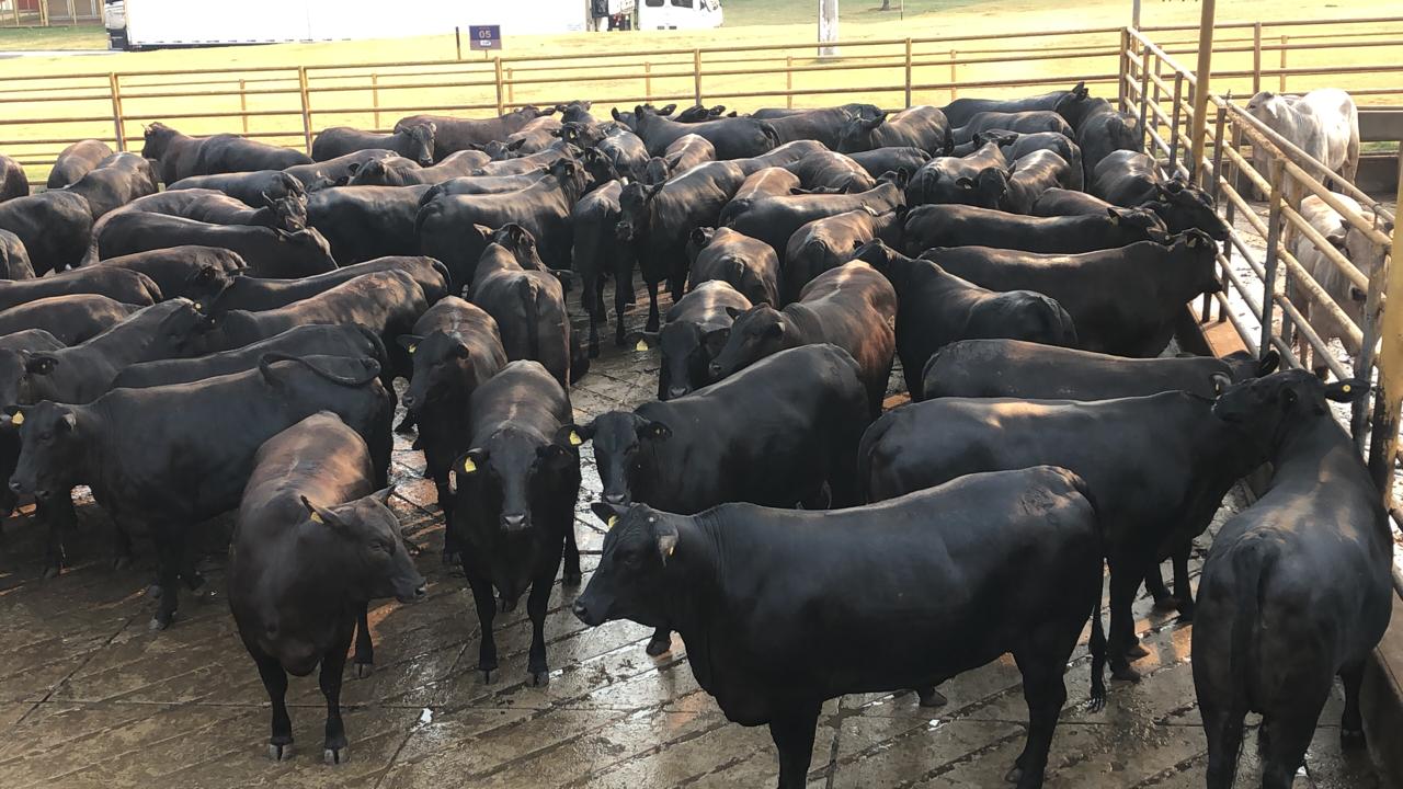 Em ILP, novilhas Angus 0 dentes alcançam média de 20@ e ganham prêmio; veja os lotes de 18/09/2020