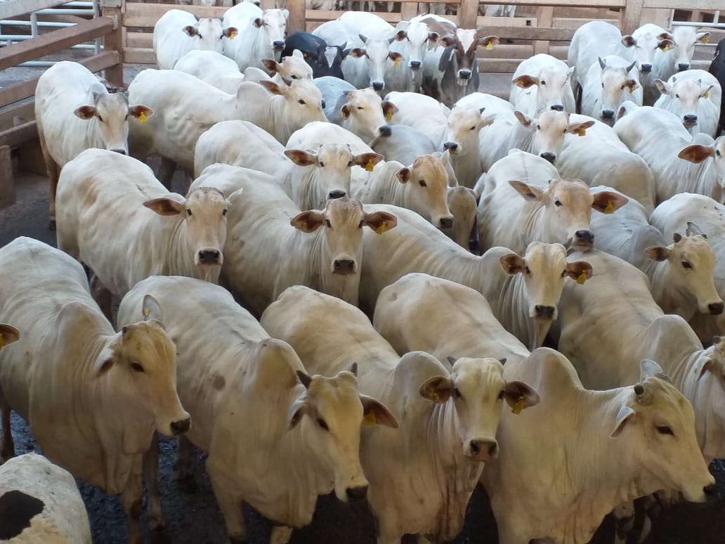 Lote de bovinos precoces: demanda está alinhada com o próprio mercado. Foto: divulgação