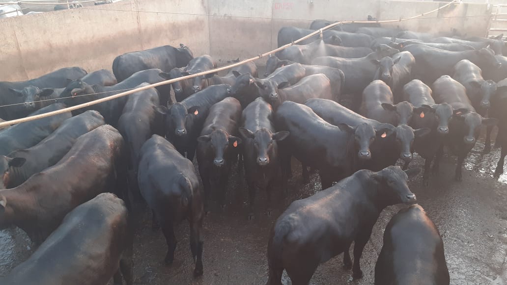 Novilhas Angus de 14 meses e quase 17@ e mais lotes em destaque de 03/09/2020