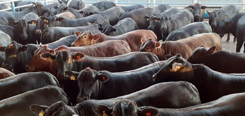 Novilhas de cruzamento Nelore e Wagyu. Foto: Divulgação