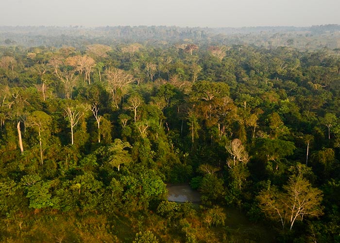 'Escritórios verdes' auxiliarão pecuaristas da Amazônia com legalização ambiental