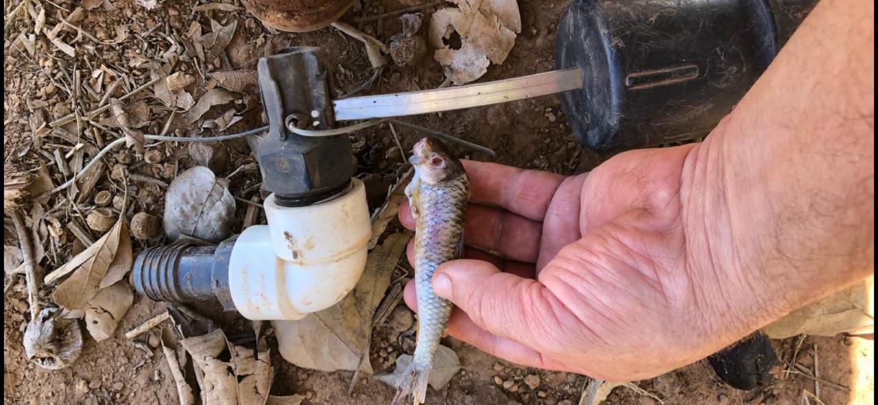 Vou melhorar a qualidade da água do gado colocando peixes no bebedouro?