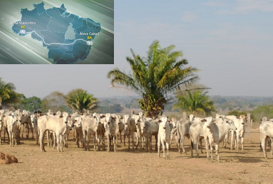 Giro na Estrada conta “saga” de bezerros que viajaram 4.500 km do Acre à Bahia