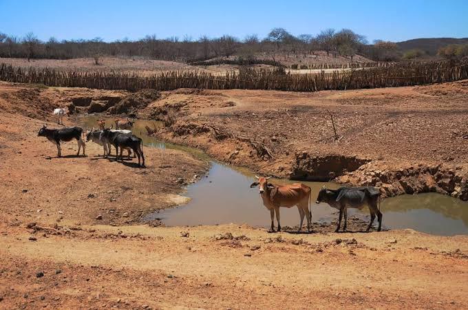 Beber água suja pode frear a engorda do boi em até 90 g por dia