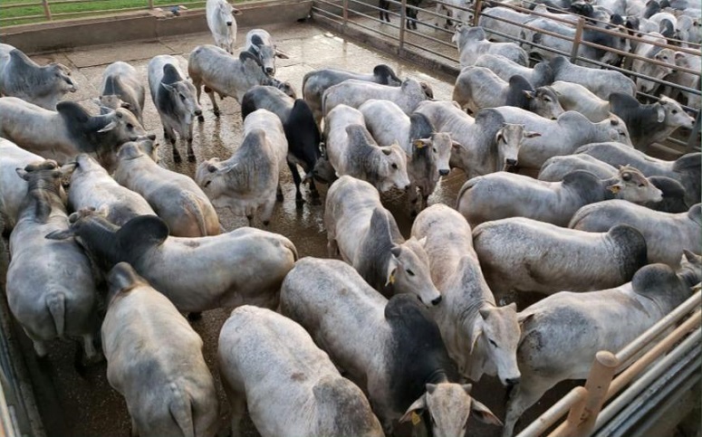 Pecuarista leva o bicampeonato no Circuito Nelore de Nova Andradina-MS