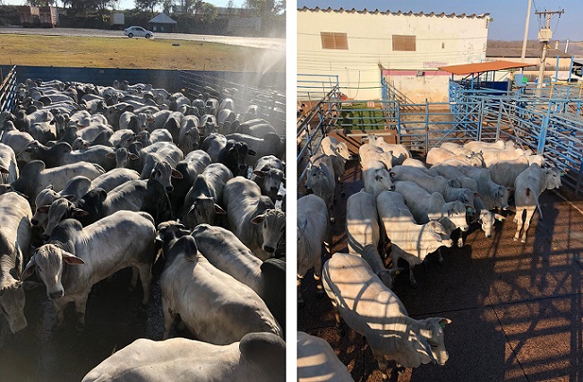 Na terra do Zebu, definição do Circuito Nelore em Ituiutaba foi “questão de detalhe”