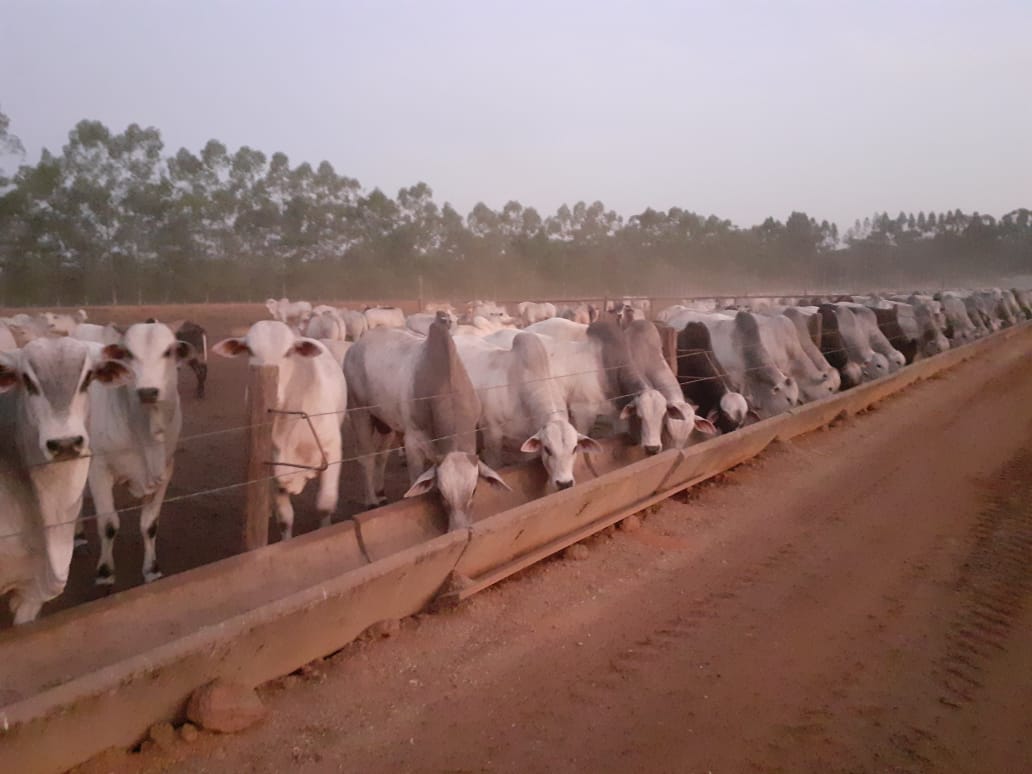 Giro do Dia: visita ao Confinamento Delta, em Vilhena-RO