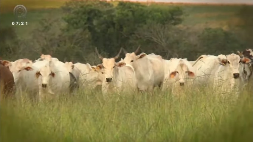 Pecuaristas do MS contam segredo do sucesso: boi não pode pegar vento na canela