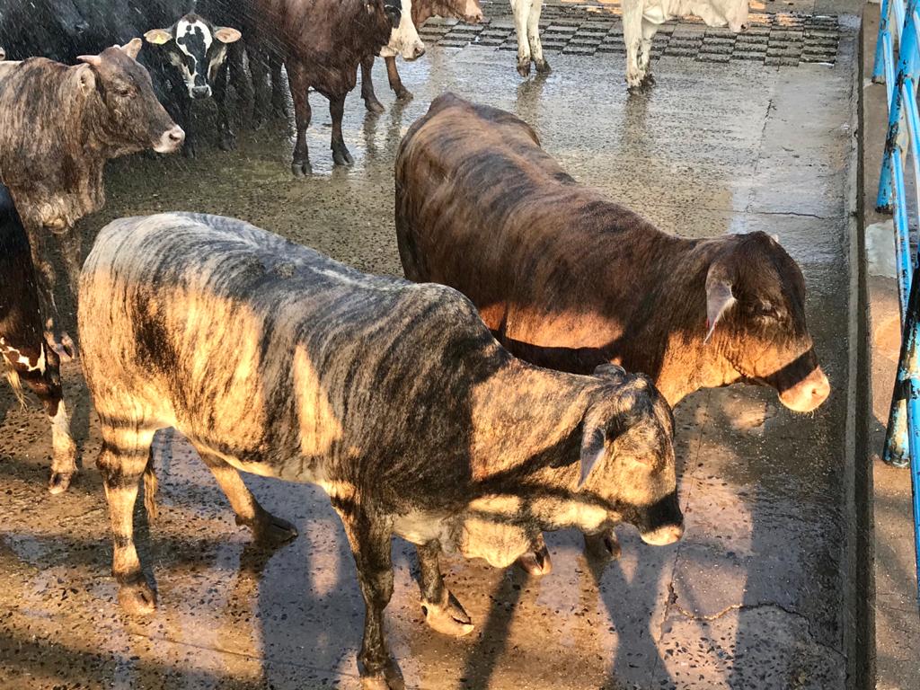 Carne de qualidade na mesa do consumidor: veja lotes em destaque de 09/10/2020