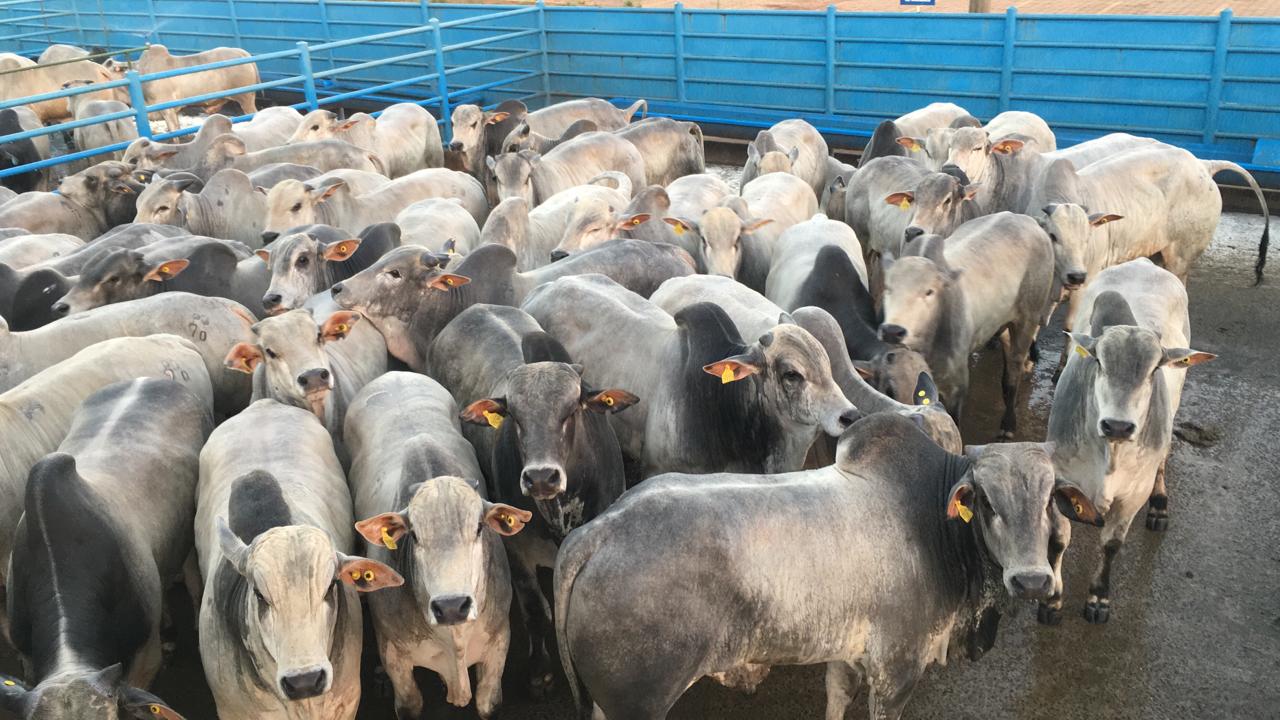 Circuito Nelore em Naviraí e boiadão cruzado 0 dentes em Goiânia; veja lotes em destaque de 27/10/2020