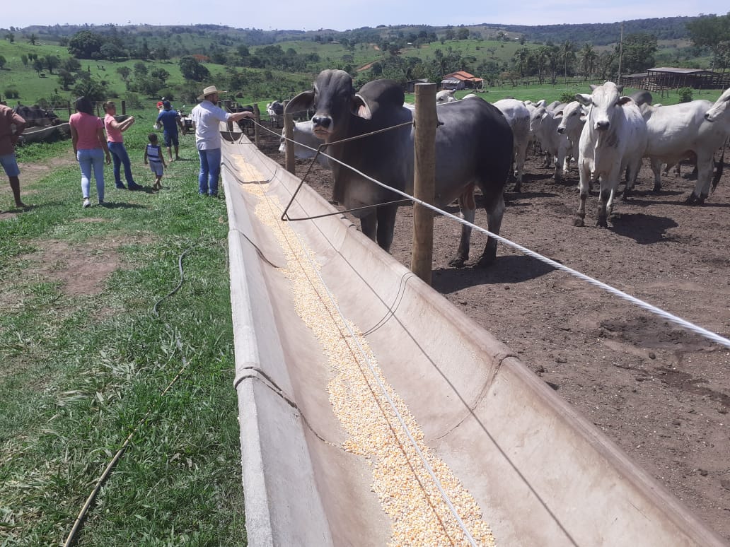 Depois de sucesso com grão inteiro, irmãos expandem confinamento em Rondônia