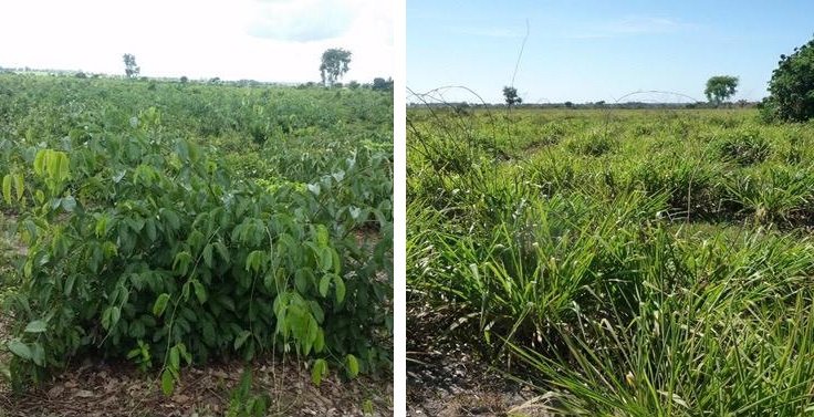 Controlando daninhas agora, produtor aproveita todo potencial do pasto nas águas