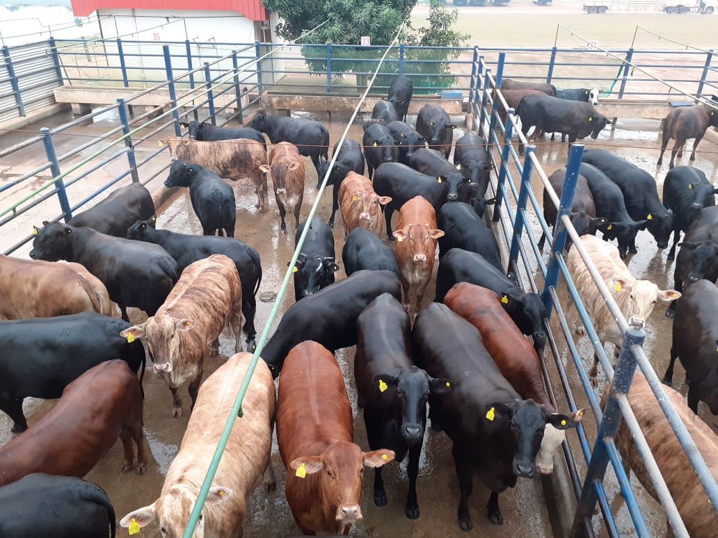 Novilhas cruzadas com Aberdeen e Red Angus de quase 18@ e mais lotes de 20/10/2020