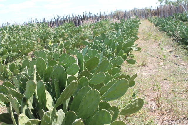 Palma forrageira suporta baixas temperaturas?