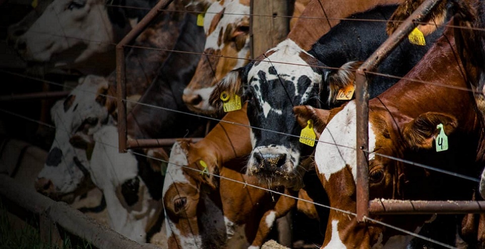 Tecnologias de rastreabilidade ajudam pecuarista a “fazer valer o seu dinheiro”