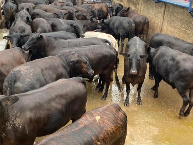 “Pecuarista produzindo a carne que o mercado deseja consumir”