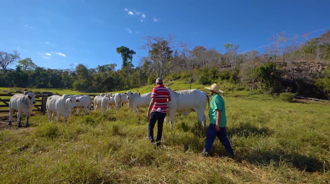 Gestão: de cada dez pecuaristas, apenas um lucra acima de R$ 800,00 ha/ano