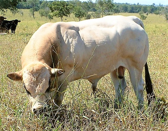 Raça Piemontesa vai bem para cruzamento industrial no Brasil?