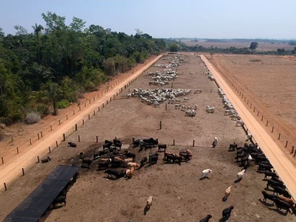 Agropecuária 2 MS, de Novo Mundo-MT, se destaca na produção de bois confinados