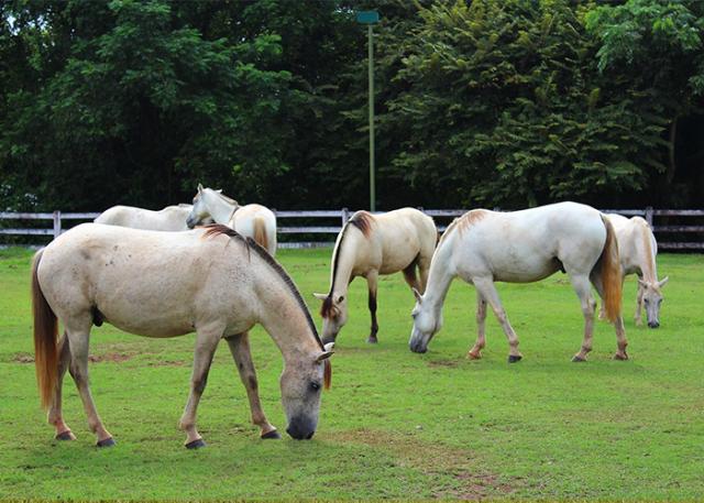 Anemia infecciosa equina tem tratamento? Quais os sintomas e como prevenir?