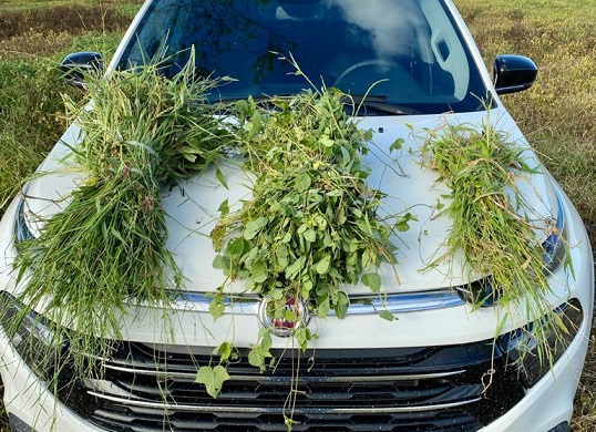 Em fazenda de PE, produção de capim aumentou quase 3x com uso de novo herbicida