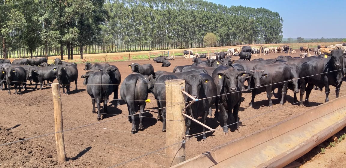 Depois do cocho, boiada Angus alcança quase 25@; veja lotes em destaque de 25/11/2020