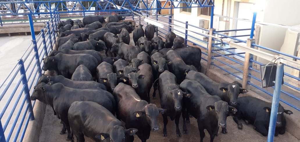 Boiada Angus engordada “com carinho” e os lotes em destaque de 24/11/2020