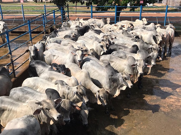 Boiada Nelore confinada no Tocantins com GMD superior a 1,6 kg: veja lote em destaque de 02/11/2020