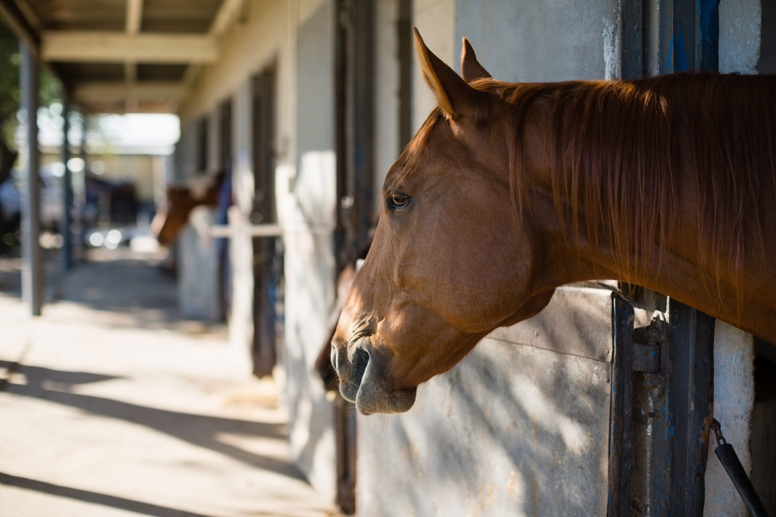 Close-up of brown horse in the stable