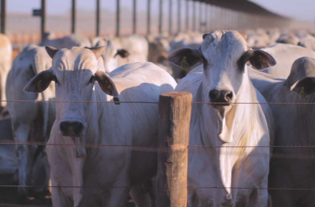 Fazenda Conforto atinge marca de 1 mi de cabeças abatidas em 14 anos