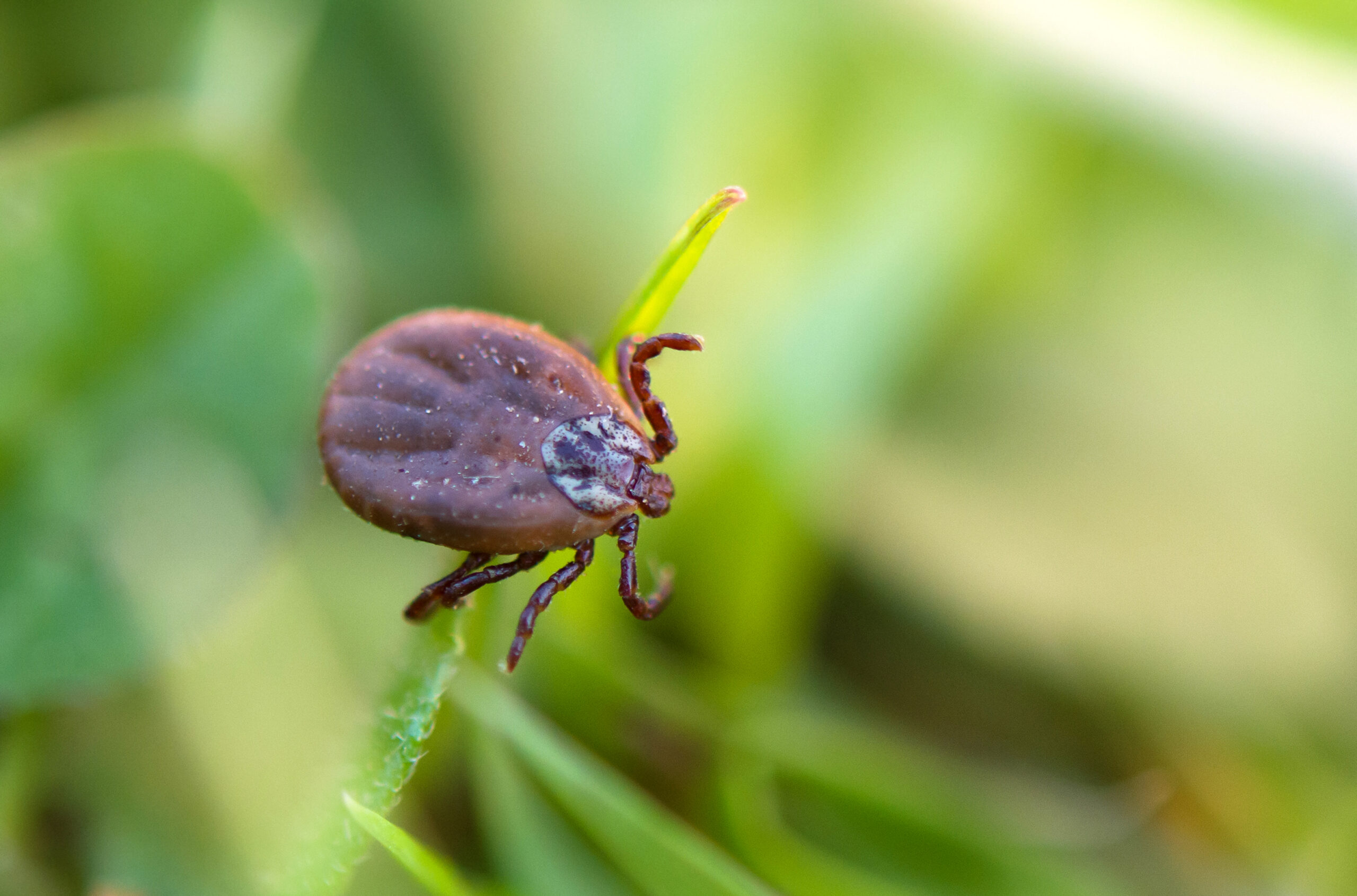 Deer tick sleeping on grass stalk. Ixodes ricinus. The dangerous parasite transmitted infections such as encephalitis and Lyme disease.