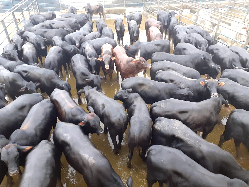 No 1º ano de confinamento, fazenda em Rondônia abate bois com quase 23@