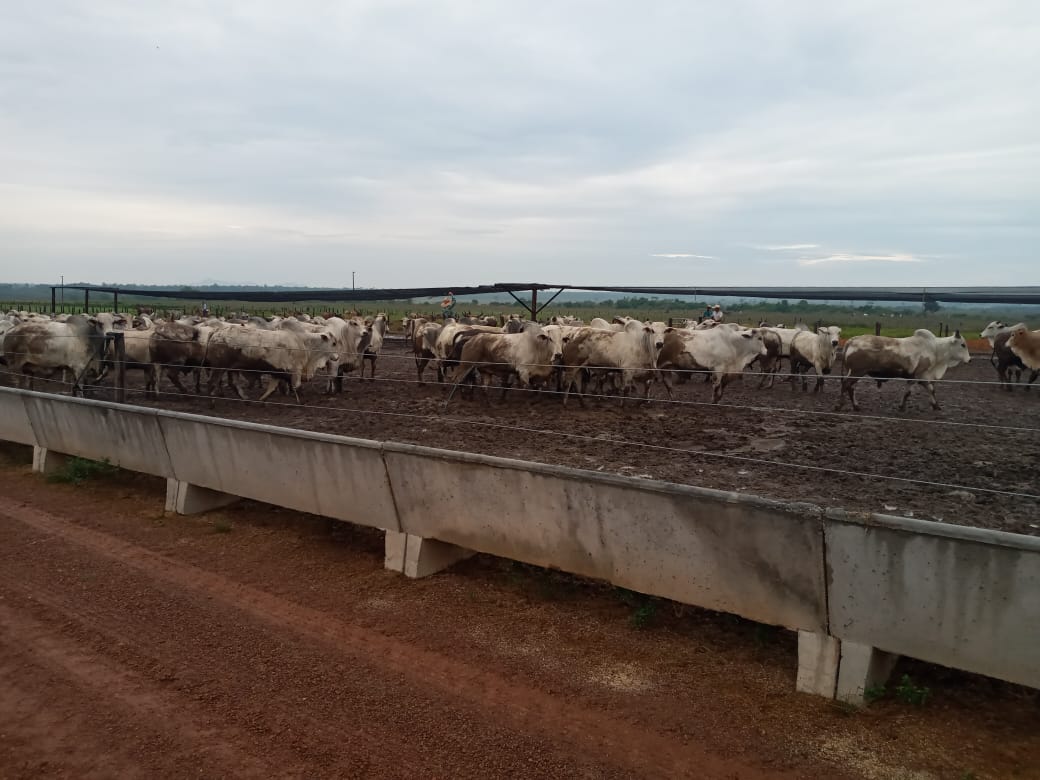 Com sucesso da pecuária intensiva, fazenda no PA quer dobrar confinamento