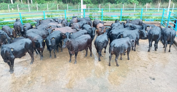 Novilhada Angus “extra” de mais de 20@ e os lotes em destaque de 23/11/2020