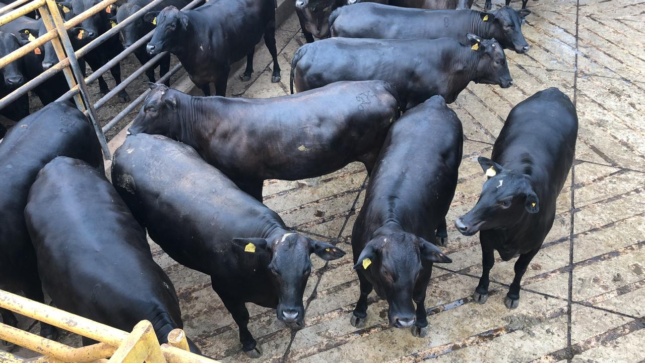 Na Terra do Pé de Cedro, pecuarista elimina recria e faz 'confinamento australiano'