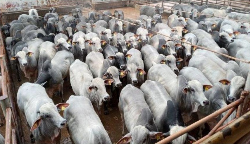 Qualidade de boiadas confinadas marca o Giro pelo Brasil de 18/11/2020