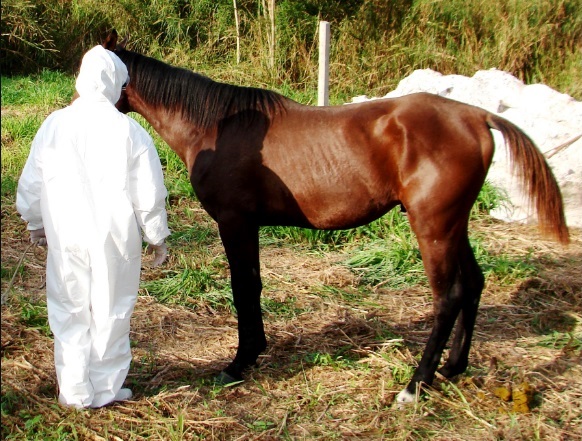 Entenda a situação do mormo no Brasil e como prevenir a doença nos cavalos