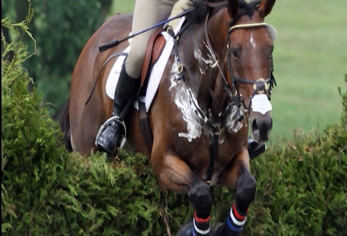 Na lida, cavalo pode suar até 12 litros por hora; veja como compensar a perda