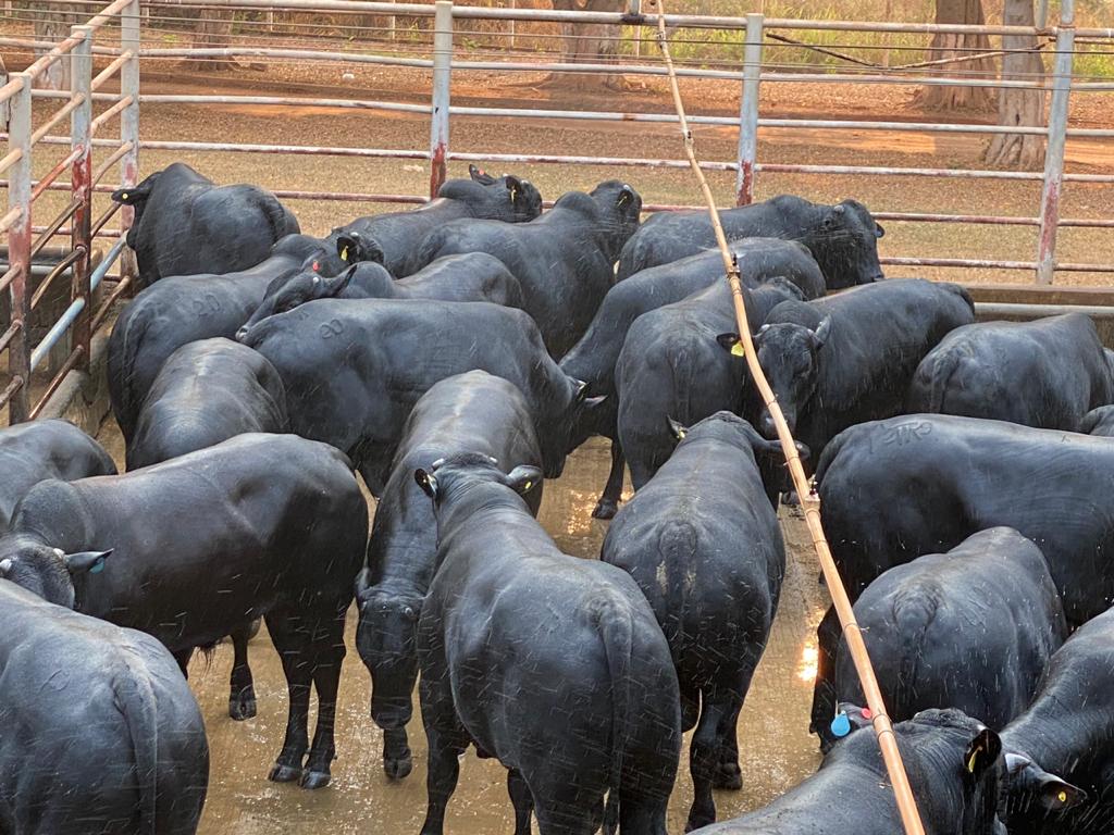 Tecnologia a serviço da produtividade: bois Angus precoces superam 21@ ao abate