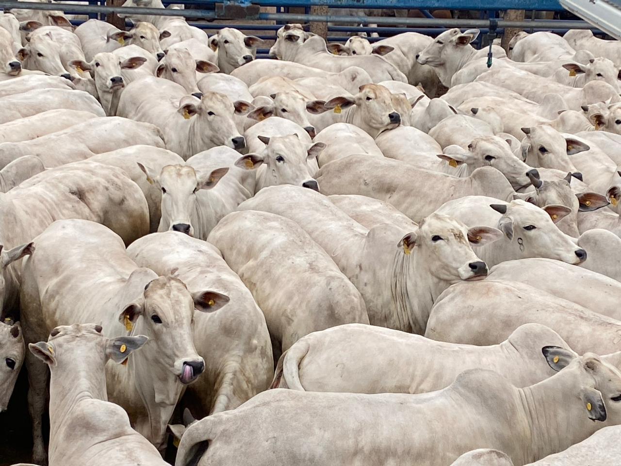 “Tesouro” de novilhas Nelore alcançam GMD de mais de 1 kg no confinamento