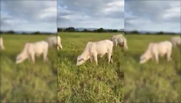 Pecuarista antecipa abate em 2 meses aclimatando a recria ao confinamento