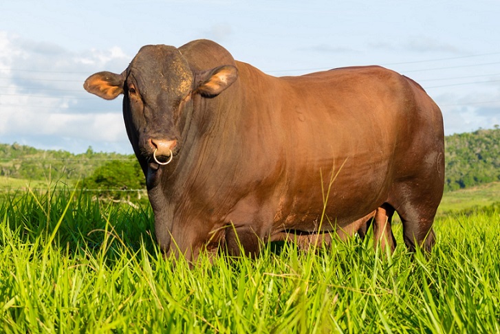 Touro Santa Gertrudis em área de pasto. Foto: Divulgação