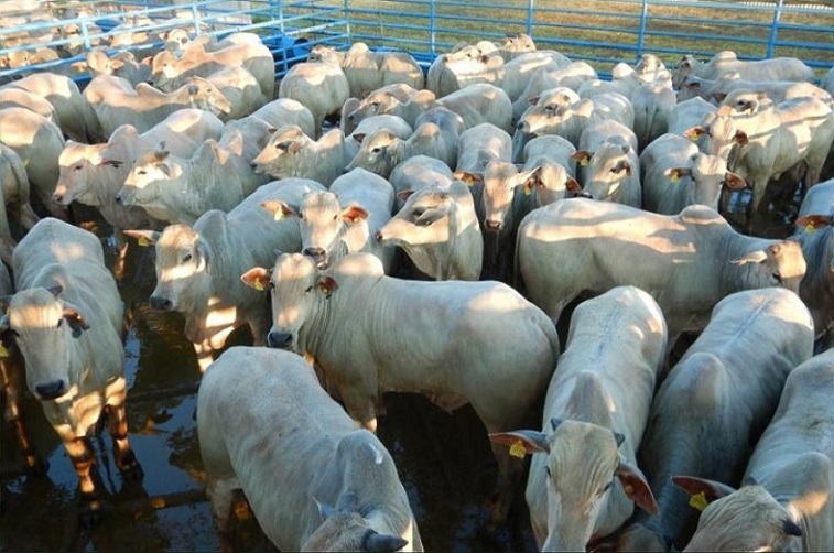 Boiada Nelore de pasto castrada com 18,6@ e os lotes em destaque de 10/12/2020